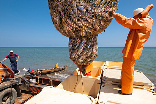«Минтаевая война»: Причина запрета экспорта рыбы в Китай – вовсе не COVID-19