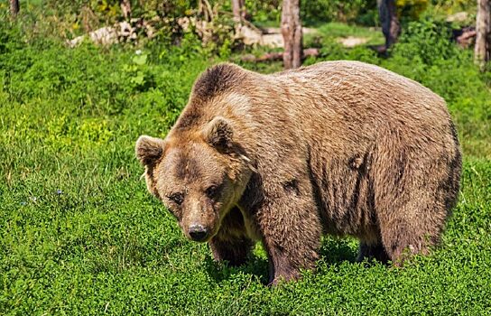 В Ноябрьске отстрелили двух медведей ради безопасности людей