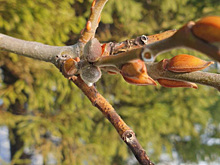 В челябинском нацпарке в ноябре распустилась верба.