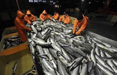 Китай стал основным рынком экспорта рыбы из России