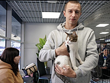 На матче КС - "Сочи" в Самаре ищут новый дом для кошек из приюта