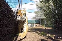 Металлоинвест опекает тигров Старооскольского зоопарка