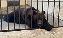 В Казанском зооботсаду выявили нарушение содержания бурых медведей