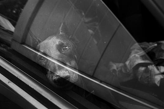 Жизнь собачья: москвичка продала квартиру, чтобы спасать доберманов