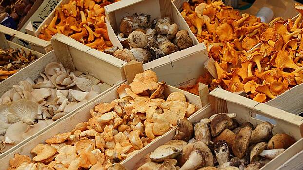 Миколог Вишневский назвал категорию людей, которые чаще страдают от отравления грибами