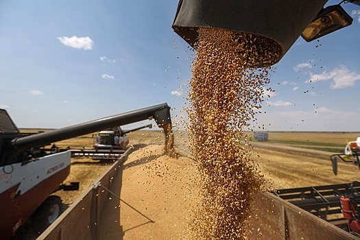 Цены на зерно позволяют аграриям РФ работать рентабельно &ndash; МСХ