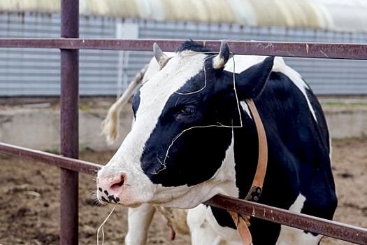 Красить коров предложили астраханские депутаты