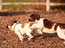 Как помочь собаке или кошке во время течки: мифы, правила, советы
