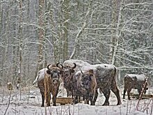 Орловские зубры переедут в «Смоленское Поозерье»