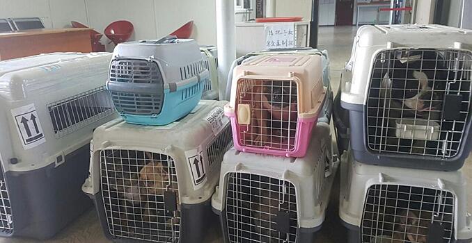 Китайцы стали чаще вывозить собак и кошек из ЕАО