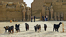 Власти Египта рассказали, как возобновят культурный туризм в сентябре