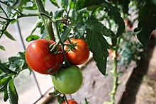 Волгоградские дачники поделились своими успехами в выращивании томатов
