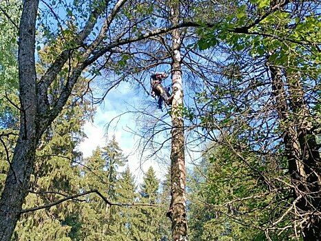 Аварийные деревья удаляют с городских кладбищ
