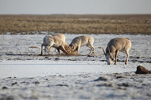 В Астрахани объяснили появление краснокнижных сайгаков в городе