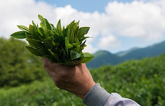В Адыгее открыли экскурсии к плантациям самого северного чая