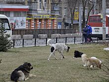 Скоро в Ростове появится городской центр безнадзорных животных
