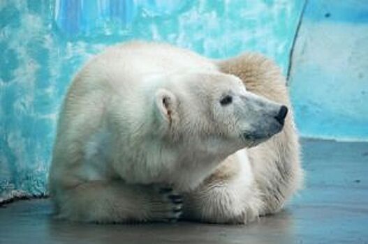 В нижегородский зоопарк приехала белая медведица Аяна