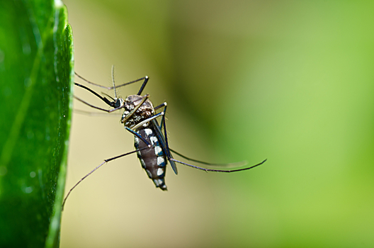 Билл Гейтс создает комаров-мутантов