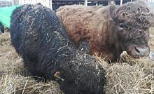 Легендарная порода галловей вносит вклад в мясное животноводство Томской области
