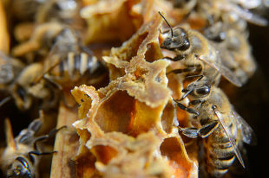 В Томске создадут роботизированных пчел-беспилотников