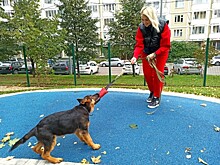 Новый стандарт: мнение кинолога о собачьей площадке в Можайском районе