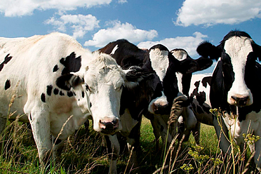 Более 220 миллионов рублей выделили аграриям Подмосковья в условиях пандемии