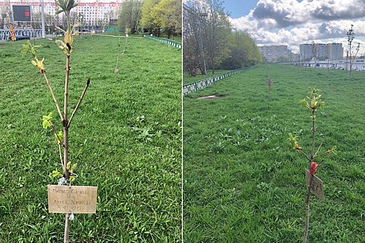 Каштаны, высаженные первоклашками возле корпуса 360, прижились