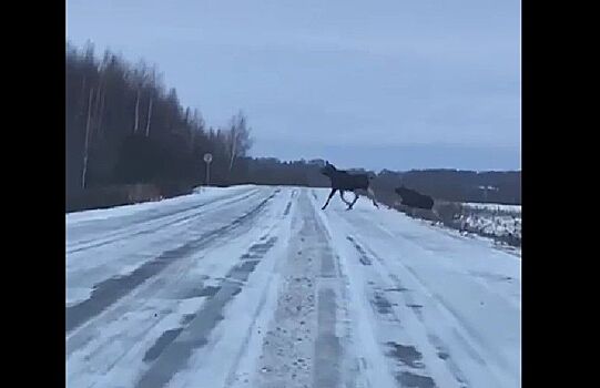 Лоси-пранкеры донимают водителей под Костромой