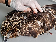 В Саратовской области ветеринары спасли краснокнижную птицу