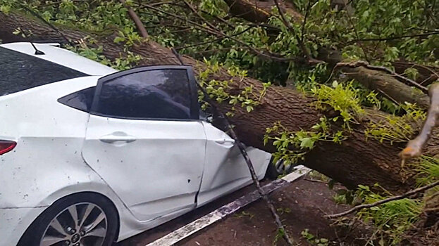 В Москве ураган повалил 150 деревьев и раздавил восемь машин