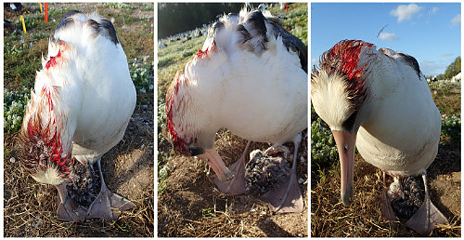 В США мыши-кровопийцы убили тысячу альбатросов