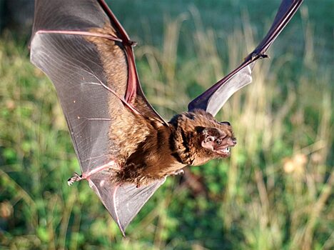Ecologica Montenegrina: летучие мыши стали переносчиками новой биологической угрозы