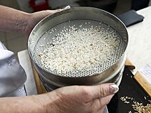 Россия продлила запрет на экспорт риса на полгода
