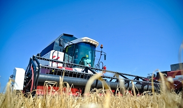 В Волгоградской области сельхозпредприятия стали самыми прибыльными среди всех организаций