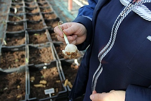 В Московской области высадили более 860 тыс цветочных луковиц