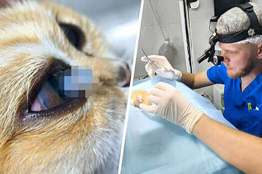 Ветеринары в Москве спасли кота с редкой патологией роговицы глаза