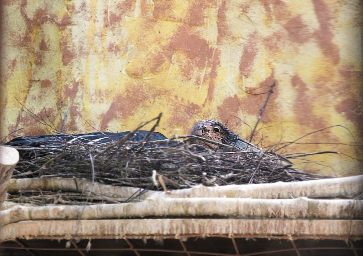 Птицы из нижегородского зоопарка ждут пополнение — фото