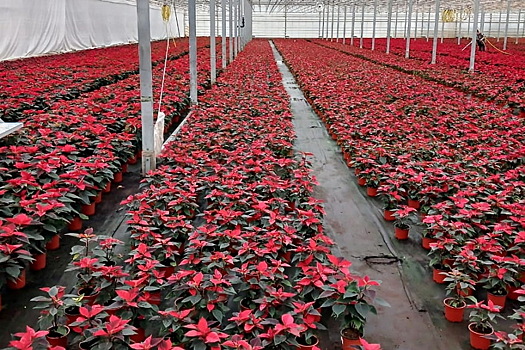 Калужская область экспортировала семь тысяч «рождественских звезд»