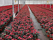 Калужская область экспортировала семь тысяч «рождественских звезд»