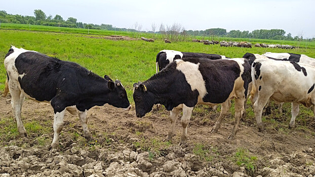 В Омской области построят молочно-товарный комплекс