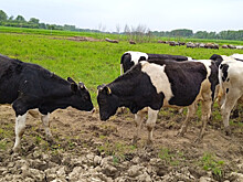 В Омской области построят молочно-товарный комплекс