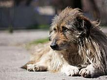 В КПРФ рассказали, почему надо усыплять бездомных собак