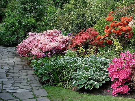 Прежде чем сажать рододендроны, сто раз подумайте! Рассказываем, как красиво вписать их в ландшафт