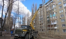 За месяц во дворах Воронежа крупные УК опилили уже 1,5 тысячи деревьев