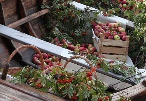 Яблочный Спас: что делать с яблоками в этот день