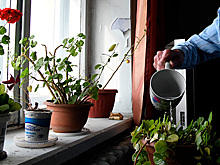 Названы опасные для здоровья комнатные растения