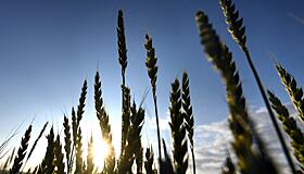 Цены на пшеницу в мире обвалились как в 2008 году