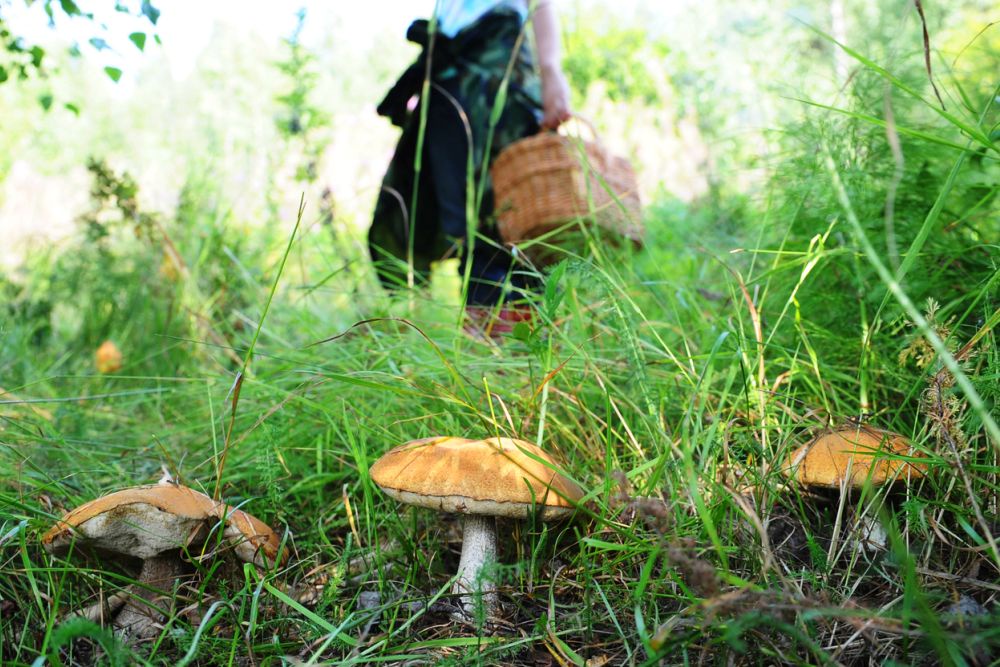 RT назвал грибы, за сбор которых могут оштрафовать на 1 млн рублей