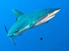 Акула-нянька напала на россиянку на Мальдивах