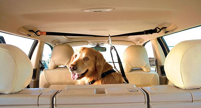 Как правильно перевозить домашних любимцев в зимнее время года